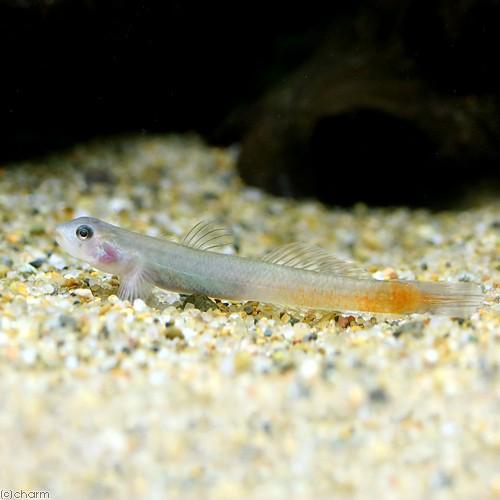 （熱帯魚）ピエロ・ゴビー（3匹）　北海道・九州航空便要保温