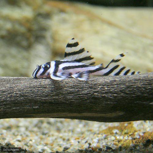 （熱帯魚）インペリアルゼブラプレコ　Sサイズ（3〜4．5cm）（ブリード）（5匹）　北海道・九州航空便要保温