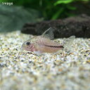 (熱帯魚)コリドラスsp.ムスス(ブリード)(1匹) 北海道航空便要保温 沖縄別途送料