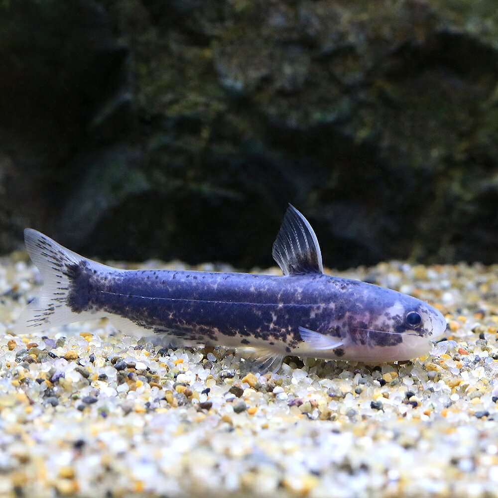 （熱帯魚）メタリックブルー・カンディル（1匹）　北海道・九州航空便要保温