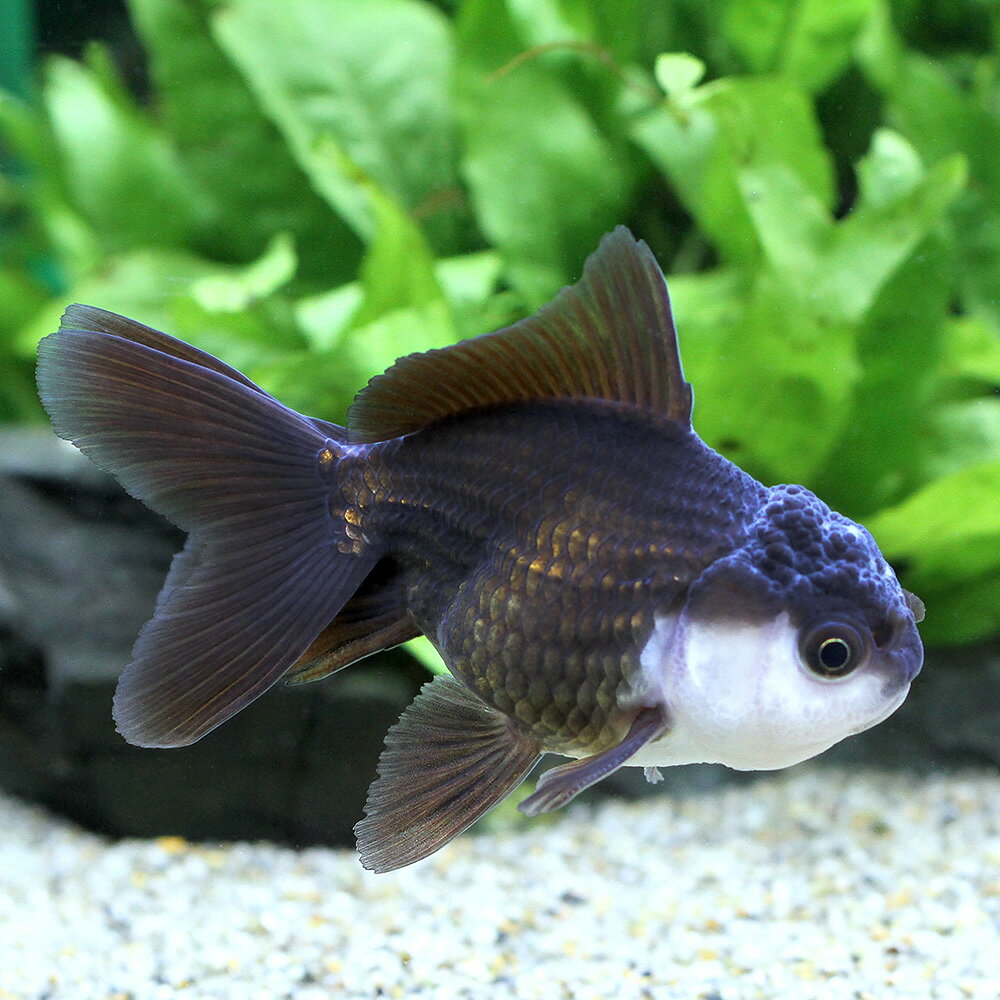 （金魚）羽衣オランダ獅子頭　6〜8cm（インドネシア産）（1匹）