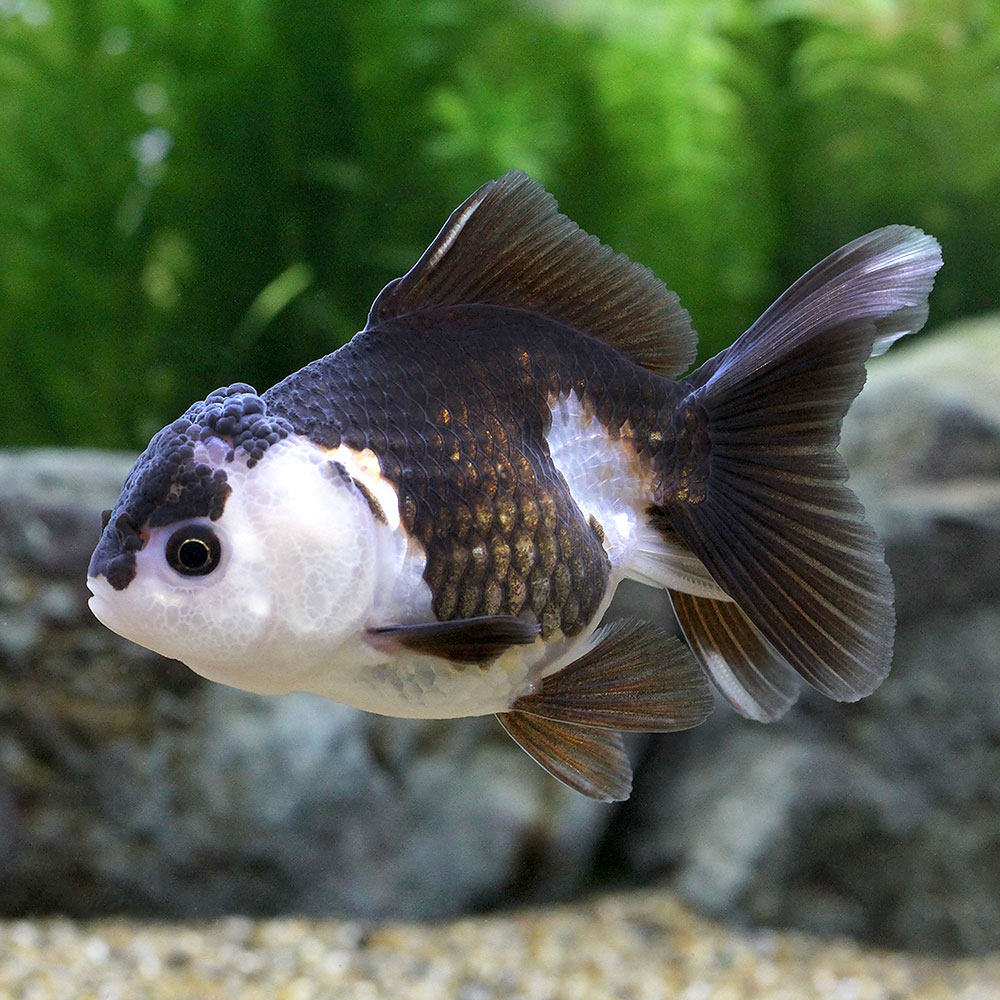 （金魚）羽衣オランダ獅子頭　6〜8cm（インドネシア産）（1匹）