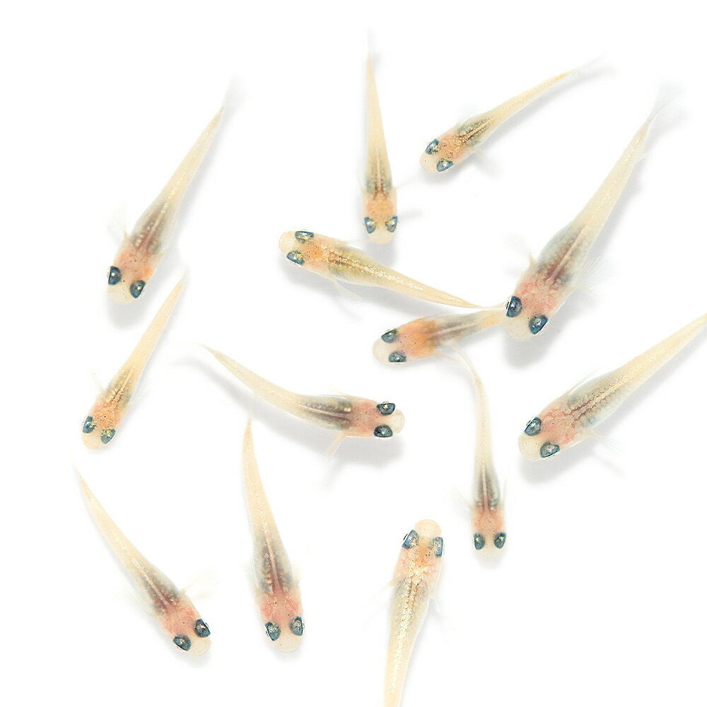 無選別ローズジュエルメダカピンク・...