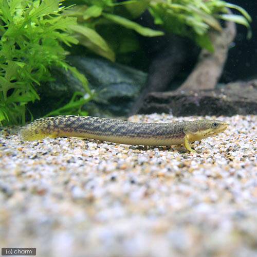 （熱帯魚）ポリプテルス・パルマスブュティコフェリー　セネガルリバー産　6〜8cm（ブリード）（1匹）　北海道・九州航空便要保温