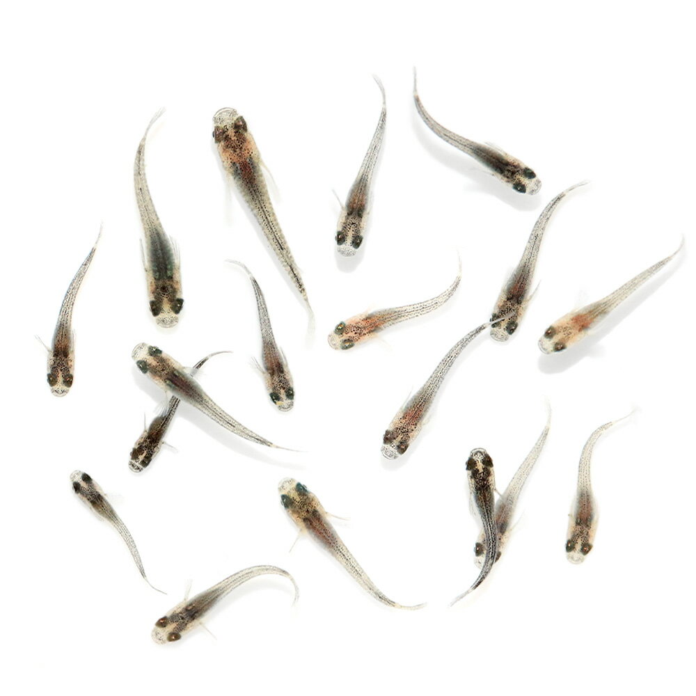 （めだか）無選別　黒ラメ幹之メダカ　カガミ鱗　稚魚（10匹）