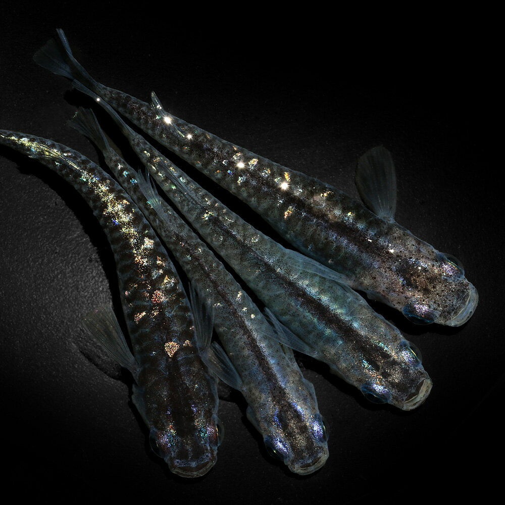 （めだか）黒幹之カガミ鱗メダカ（10匹）