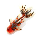 (国産金魚)一点物 東錦 薩摩産 16cm±(1匹)