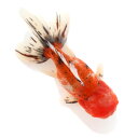 (国産金魚)一点物 東錦 変わり柄 薩摩産 16cm±(1匹)