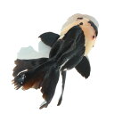 (国産金魚)一点物 トリカラーオランダ獅子頭 薩摩産 13cm±(1匹)