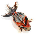 (国産金魚)一点物 キャリコダルマ琉金 ショートテール 薩摩産 14cm±(1匹)
