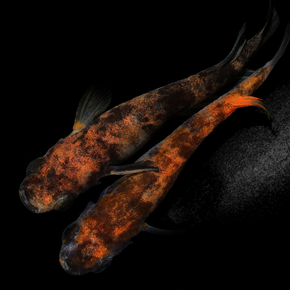 �ʤ���������ϻ����������5ɤ��