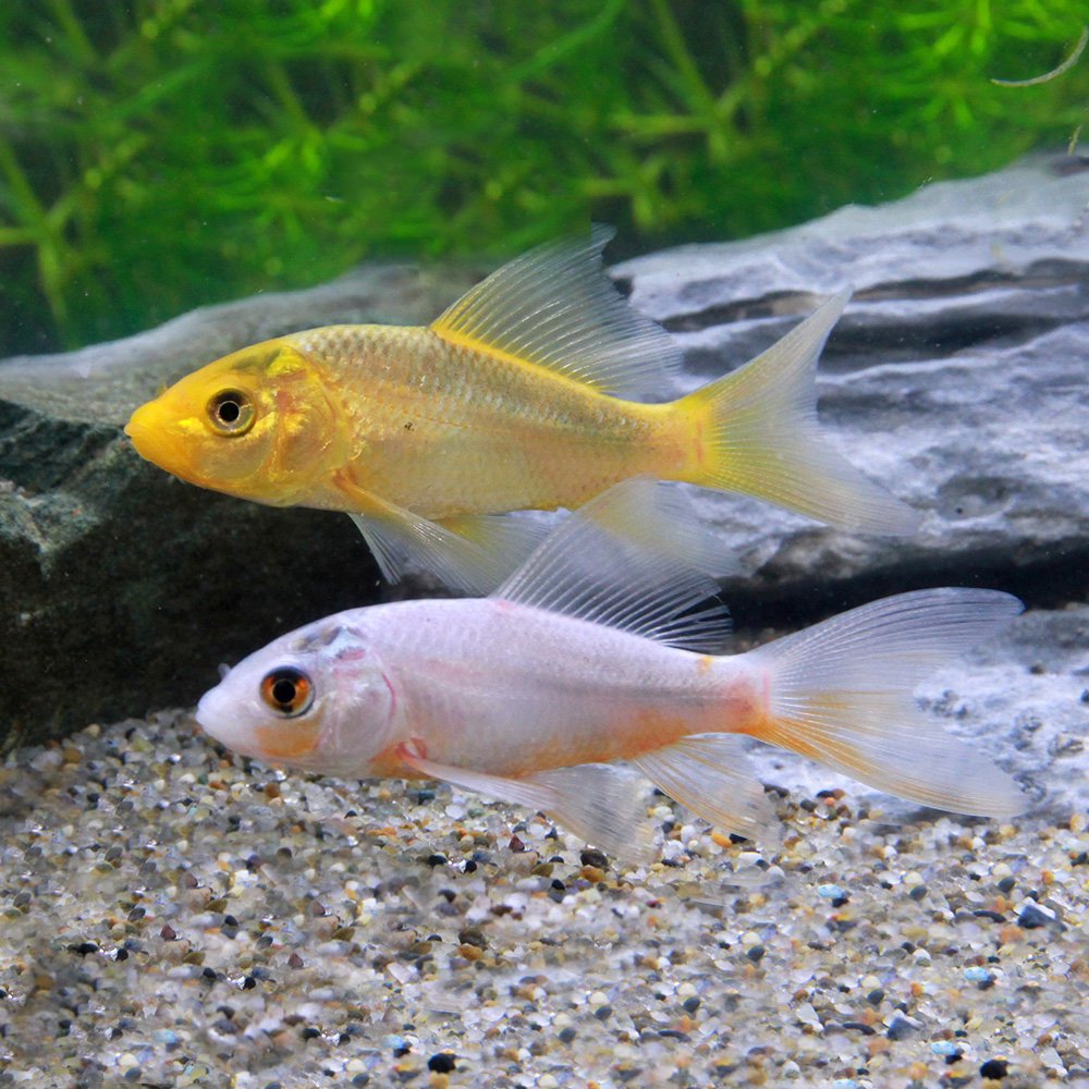 ヒレナガ錦鯉　光り変わり鯉　2歳  3匹セット ヒレナガ錦鯉 光り変わり鯉 2歳 3匹セット