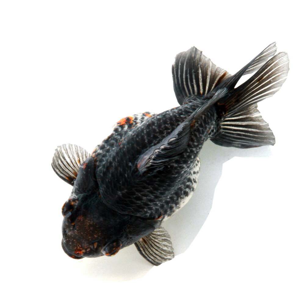 （国産金魚）一点物　ダルマ琉金　15cm±（1匹）
