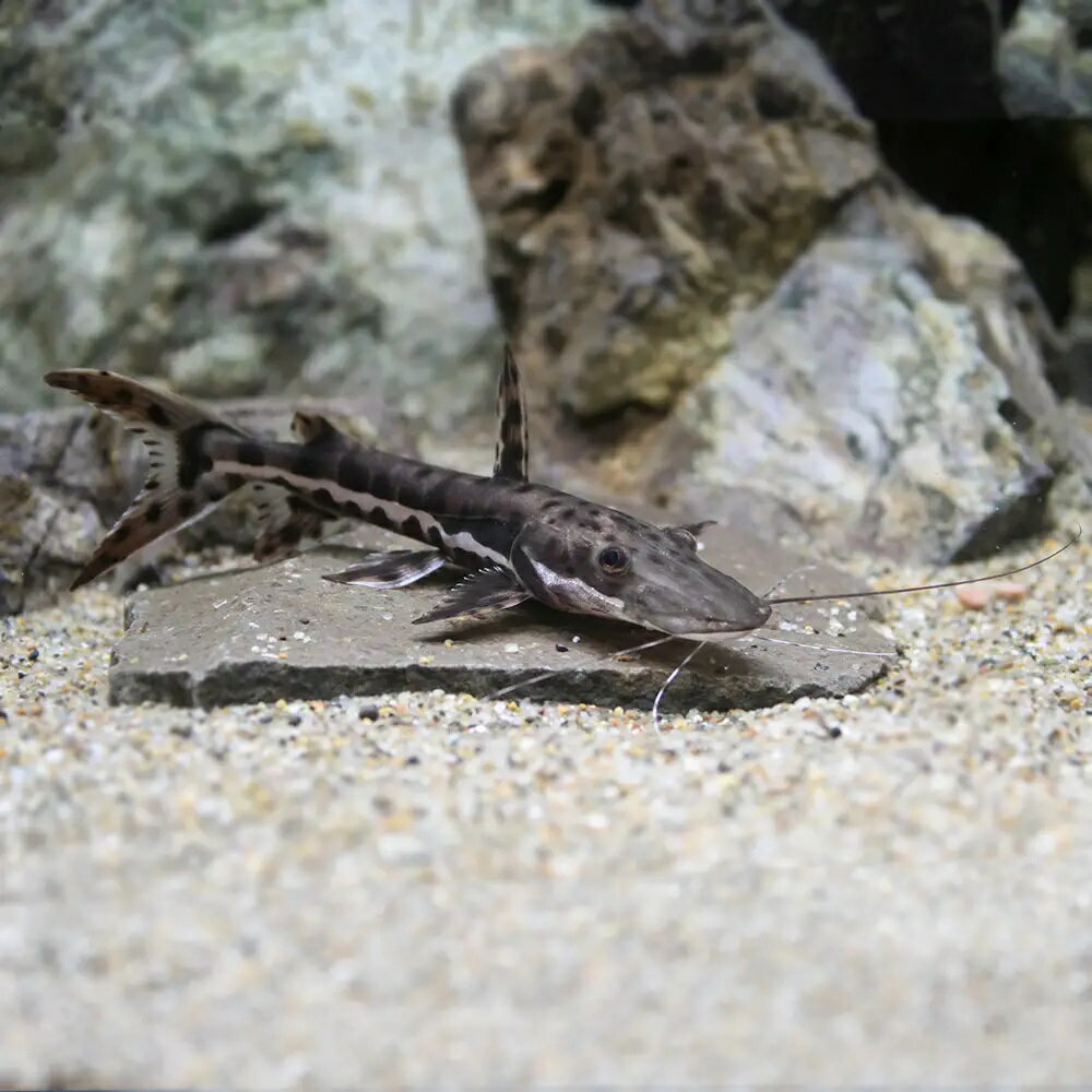 （熱帯魚）タイガーシャベルノーズ・キャット（ワイルド）（1匹）　北海道・九州航空便要保温