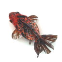 (国産金魚)一点物 キャリコダルマ琉金ショートテール 変わり柄 薩摩産 13cm±(1匹)