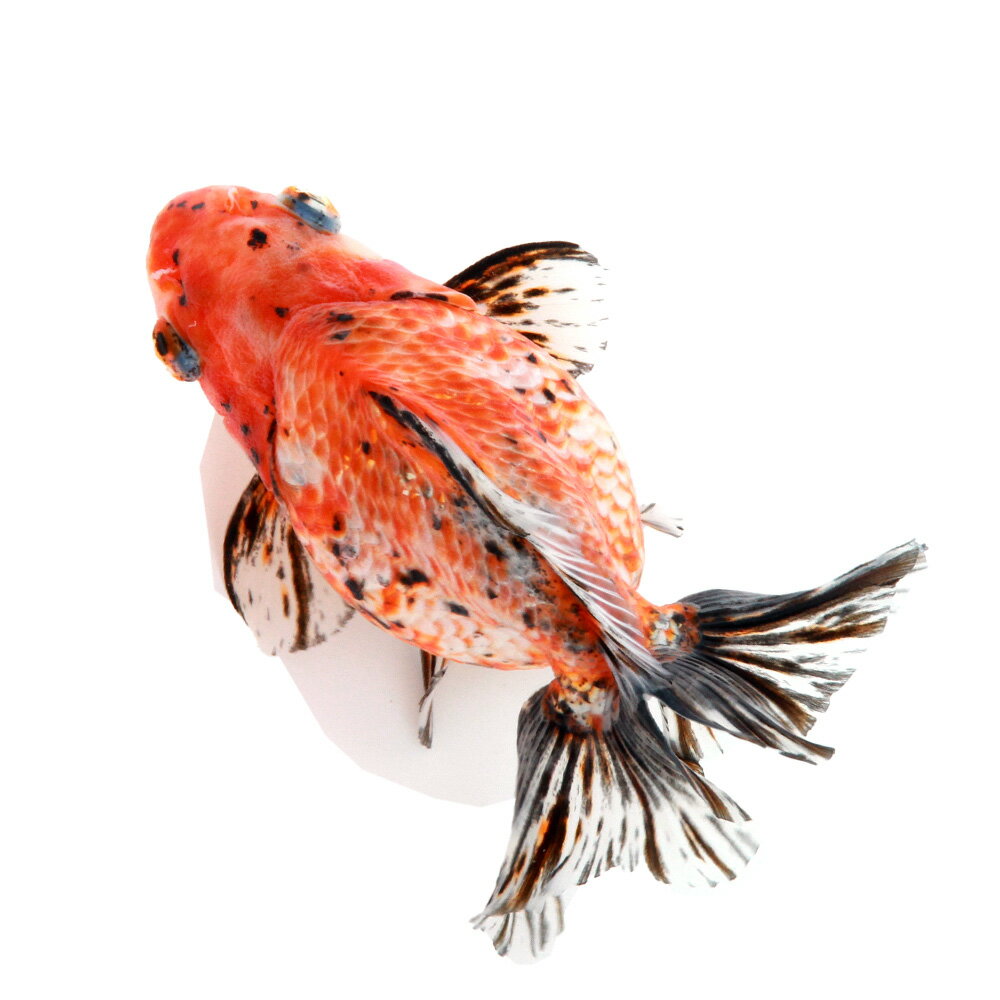 （国産金魚）一点物　キャリコダルマ琉金ショートテール　変わり柄　薩摩産　13cm±（1匹）