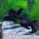 (国産金魚)黒オランダ獅子頭 薩摩産(3匹)
