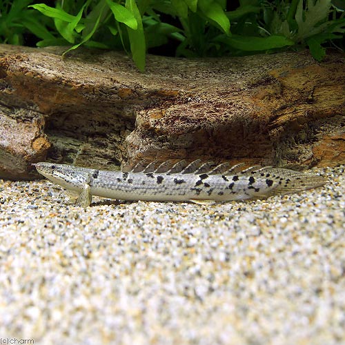 （熱帯魚）ポリプテルス・デルヘジィ（約15〜20cm）（ブリード）（1匹）　北海道・九州航空便要保温