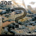 (エビ)エサ用エビミックス SSサイズ(30匹)