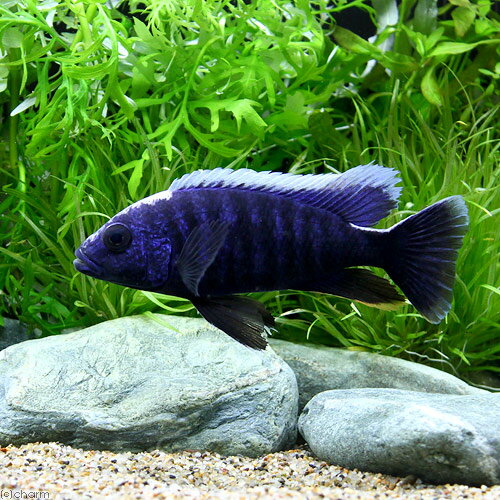 アーリーMサイズ北海道・九州航空便要保温