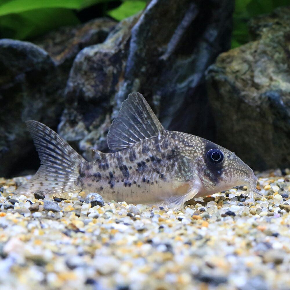 （熱帯魚）コリドラス・タイガーアンチェスター（ワイルド）（1匹）　北海道・九州航空便要保温