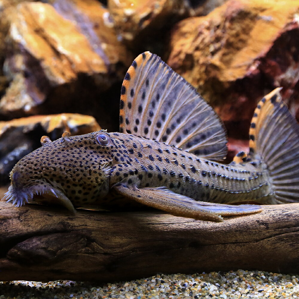 （熱帯魚）タイガーフィンサタン・プレコ　Lサイズ（約20〜25cm）（ワイルド）（1匹）　北海道・九州航空便要保温