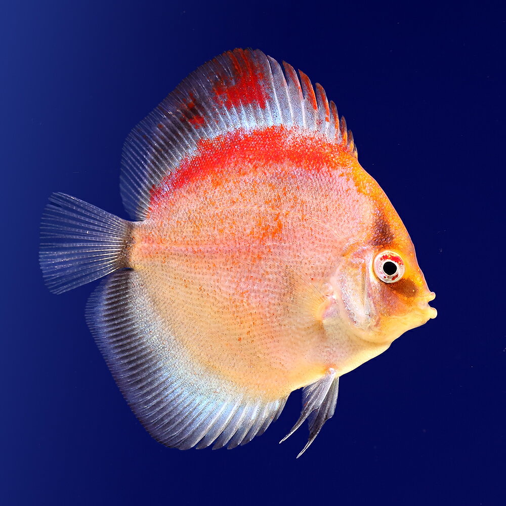 （熱帯魚）イエローゴースト・ディスカス（Sサイズ）（3匹）　北海道・九州航空便要保温