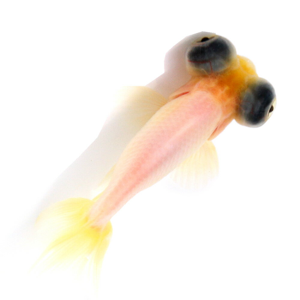 （国産金魚）一点物　ミルク出目丹鳳　9cm±（1匹）　北海道航空便要保温