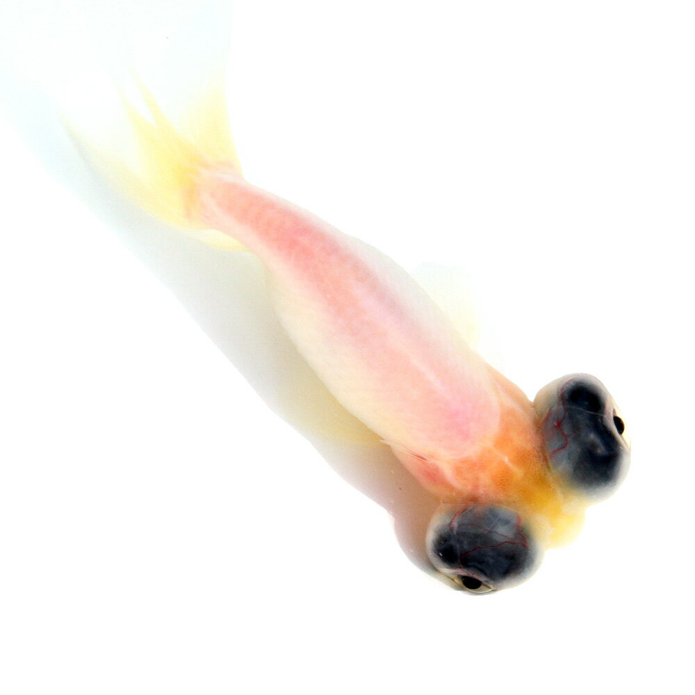 �ʹ񻺶���˰���ʪ���ߥ륯����ð˱��10cm�ޡ�1ɤ�ˡ��̳�ƻ�Ҷ������ݲ�