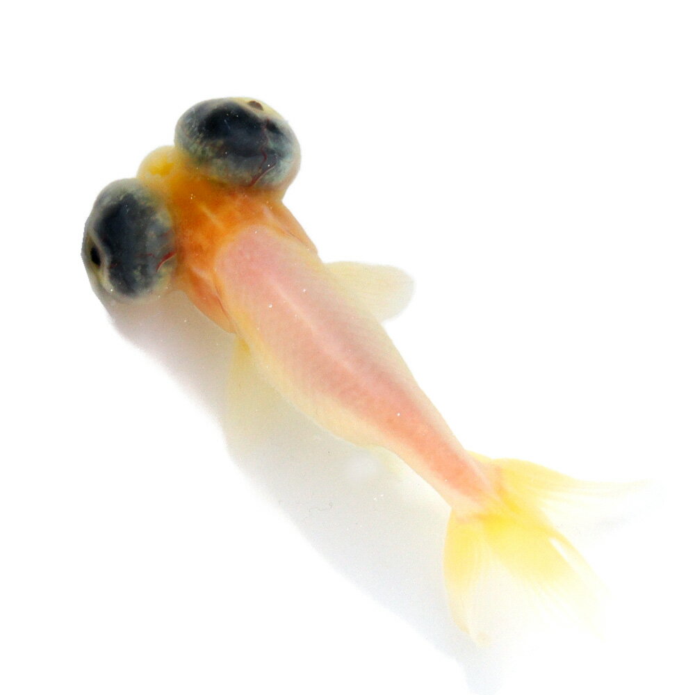 �ʹ񻺶���˰���ʪ���ߥ륯����ð˱��9cm�ޡ�1ɤ�ˡ��̳�ƻ�Ҷ������ݲ�