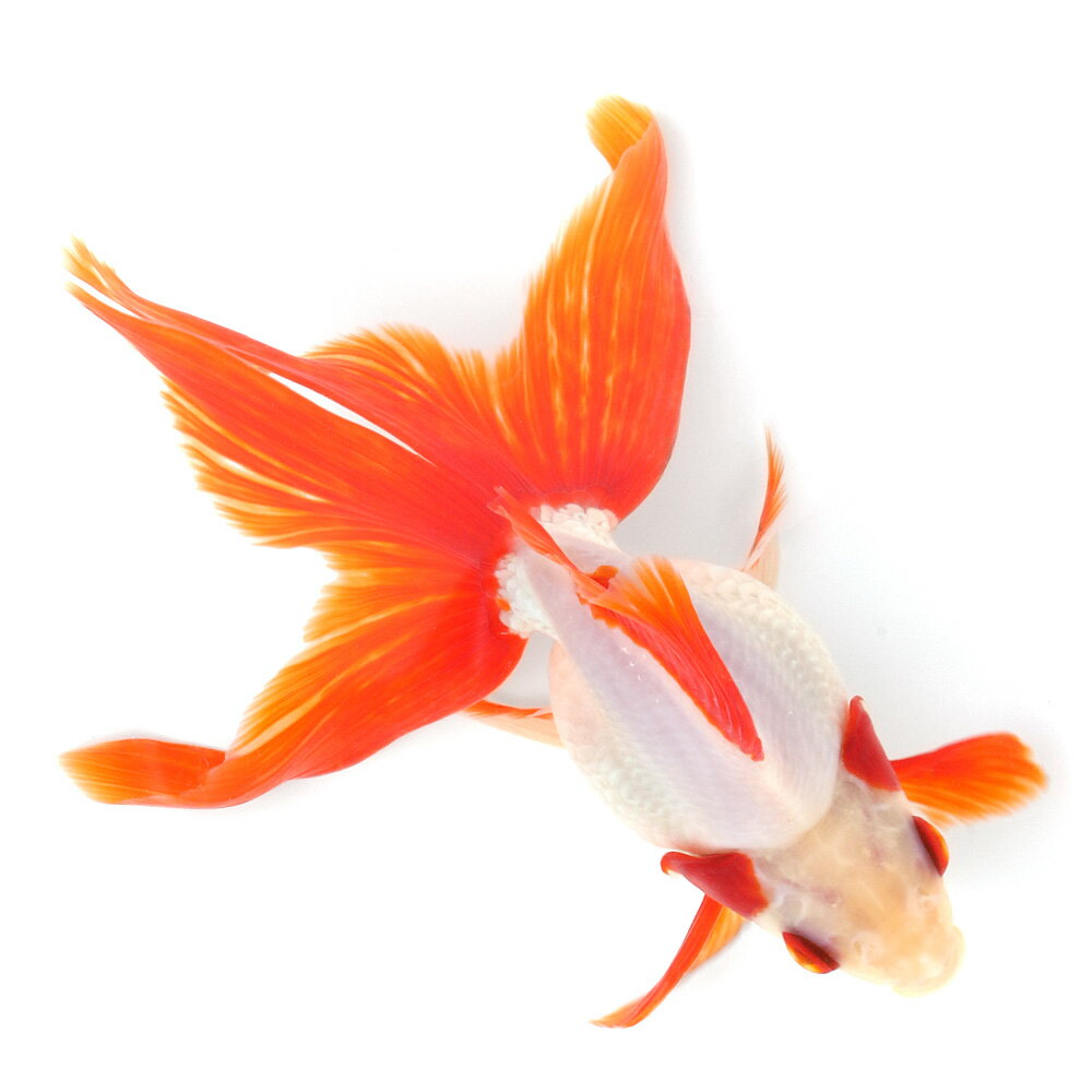 （国産金魚）一点物　飯田琉金　3歳　16cm±（1匹）