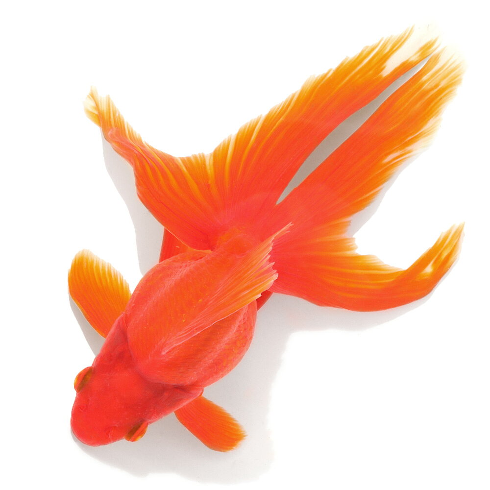 �ʹ񻺶���˰���ʪ������ΰ�⡡3�С�18cm�ޡ�1ɤ��