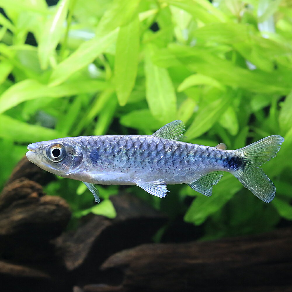 （熱帯魚）ブリキヌス　マクロレピドータス（1匹）　北海道・九州航空便要保温