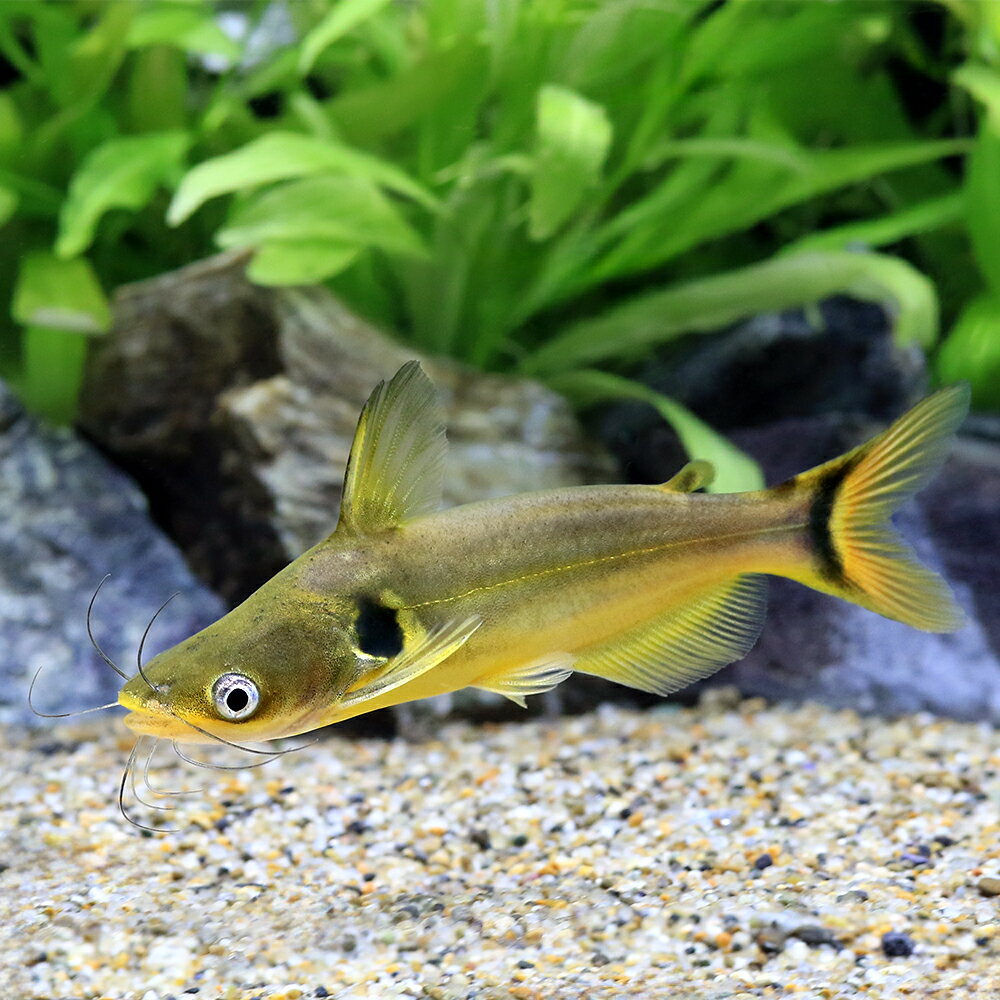 （熱帯魚）インドゴールデン　ミスタス（ブリード）（1匹）　北海道・九州航空便要保温