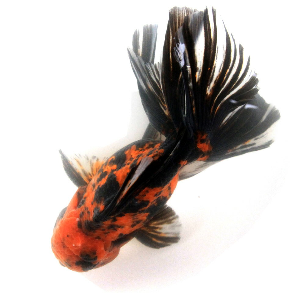 �ʶ���˰���ʪ�������������������Ƭ���������ơ��롡16cm�ޡʳ��񻺡ˡ�1ɤ��