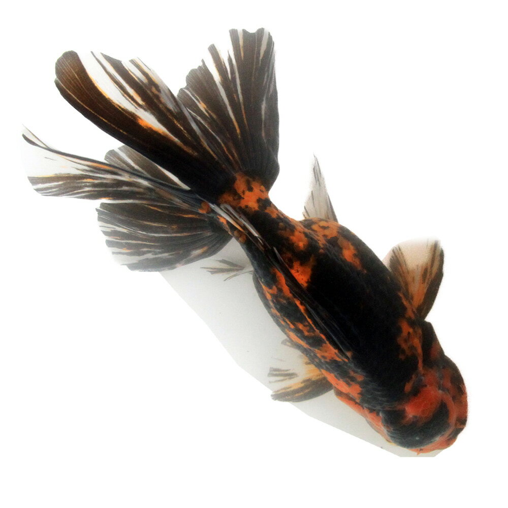 �ʶ���˰���ʪ�������������������Ƭ��18cm�ޡʳ��񻺡ˡ�1ɤ��