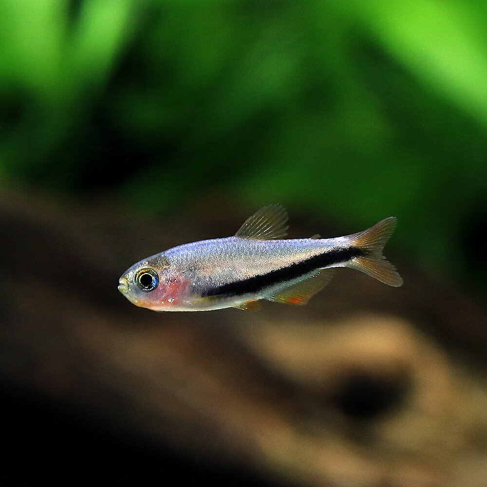 （熱帯魚）オレンジデビルテトラ（ブリード）（1匹）　北海道・九州航空便要保温