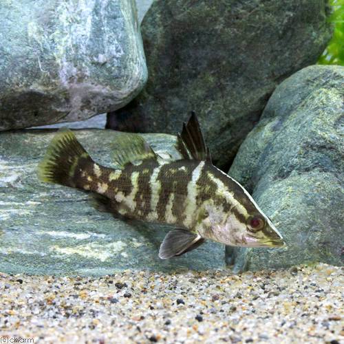 （淡水魚）アカメ　8〜10cm（3匹）　北海道・九州航空便要保温
