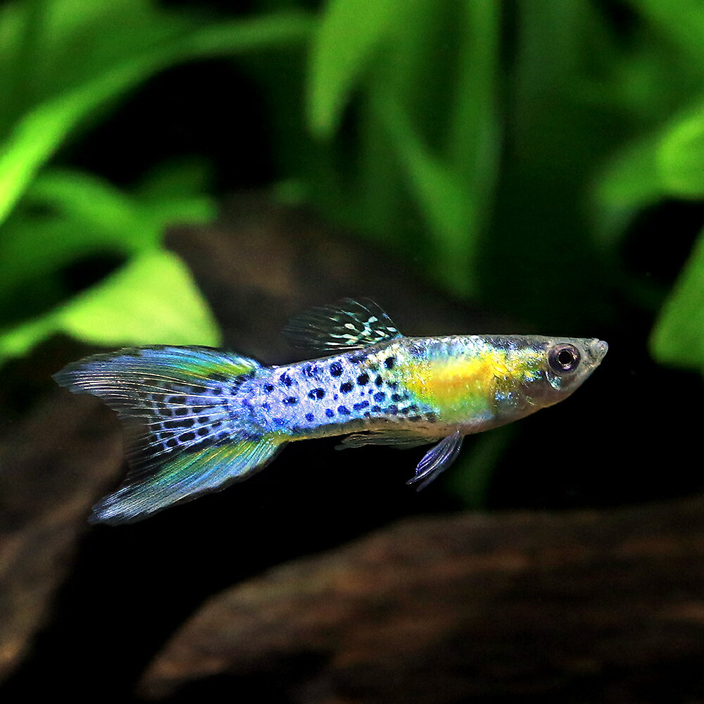 （入荷未定）（熱帯魚）エンドラーズグッピー　ブルースネーク　オス（インドネシア産）（1匹）　北海道・ ...