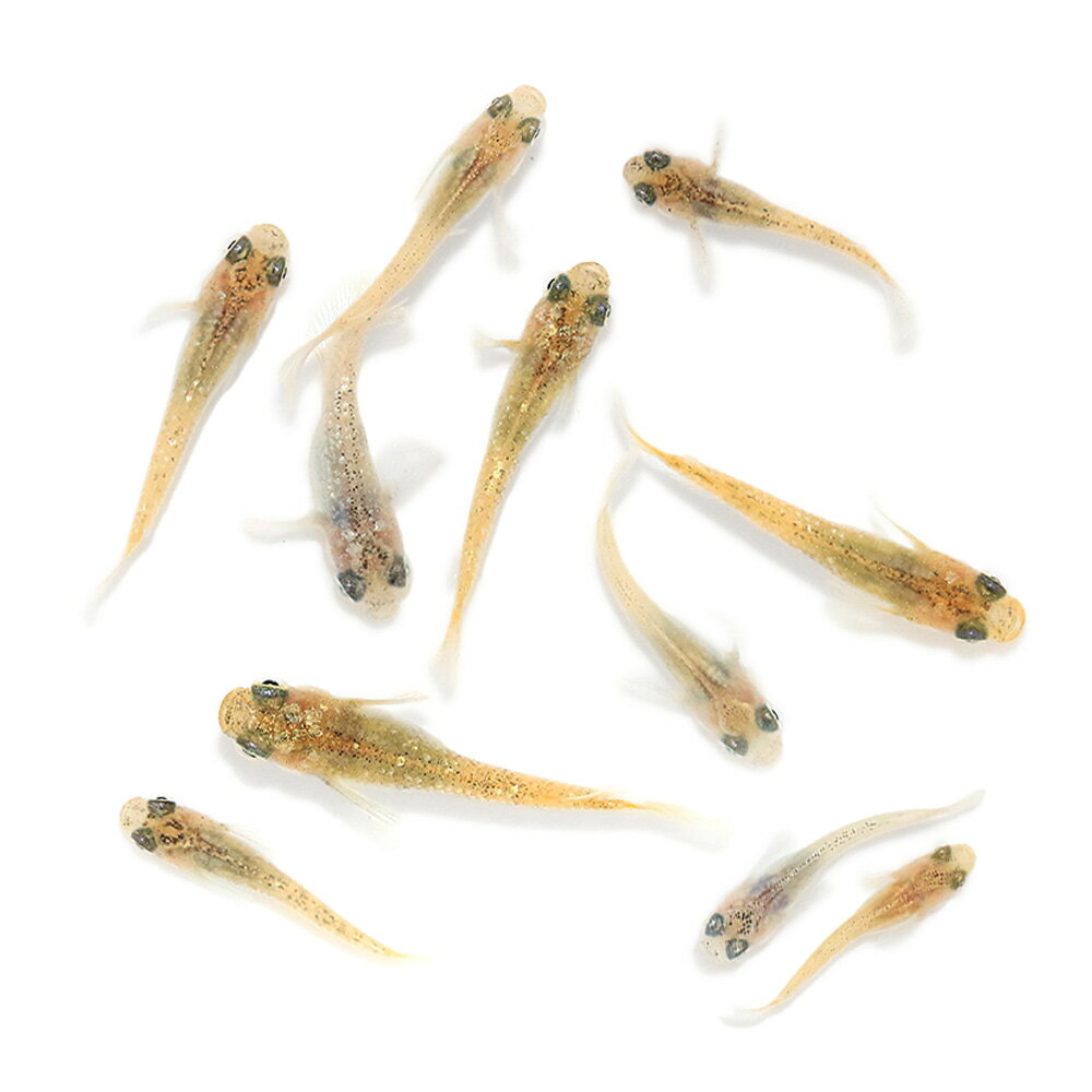 （めだか）無選別　クリームフェザーライトメダカ　稚魚（5匹）
