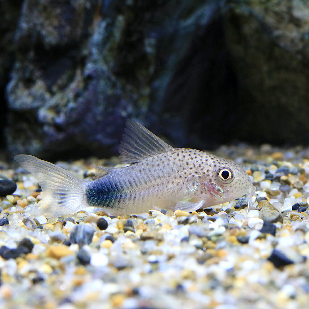 （熱帯魚）コリドラス・シミリス5（ブリード）（1匹）　北海道・九州航空便要保温　沖縄別途送料