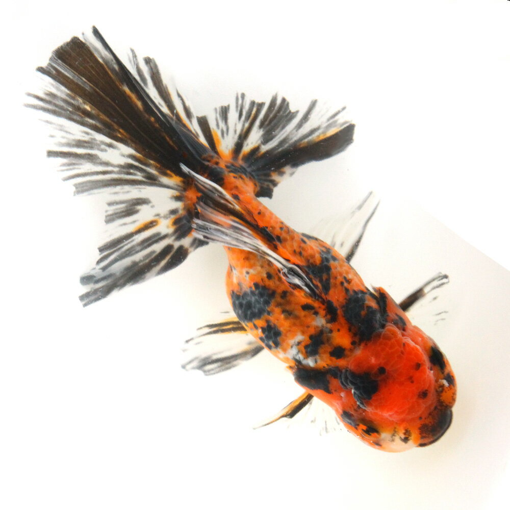 （金魚）一点物　タイガーオランダ獅子頭　16cm±（外国産）（1匹）