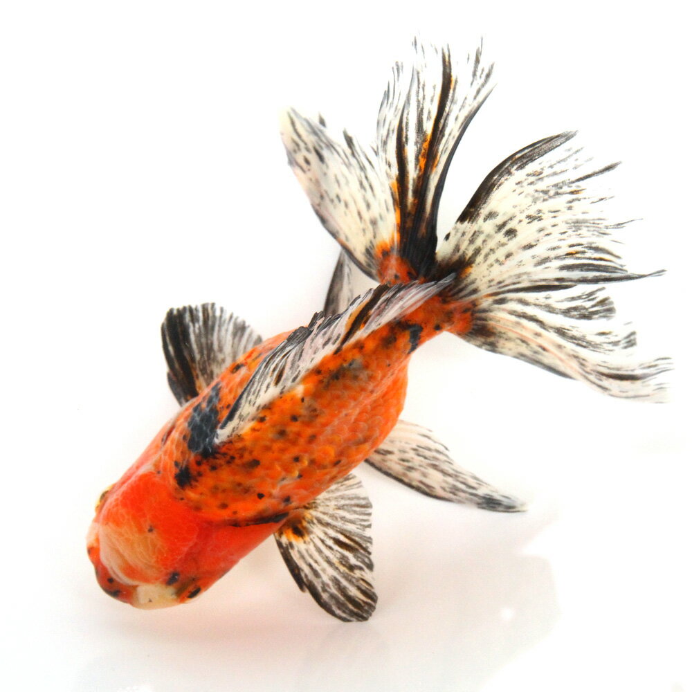 �ʶ���˰���ʪ�������������������Ƭ��18cm�ޡʳ��񻺡ˡ�1ɤ��