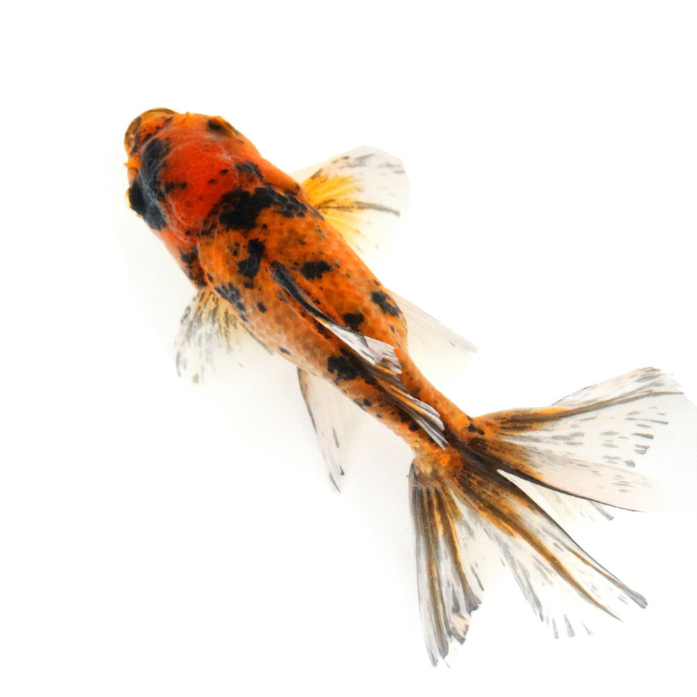 （金魚）一点物　タイガーオランダ獅子頭　18cm±（外国産）（1匹）