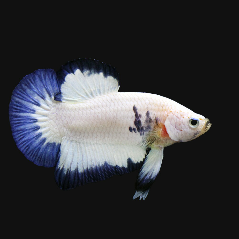 （熱帯魚）ベタ・ハーフムーンプラカット　ブルーリム（1ペア）　北海道・九州航空便要保温