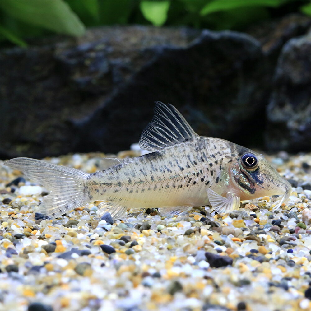 （熱帯魚）コリドラス・ニュークリスチーナ（ワイルド）（1匹）　北海道・九州航空便要保温