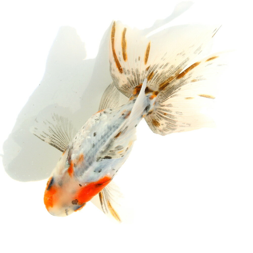 （国産金魚）一点物　銀鱗琉金　吉野養魚場産　11cm±（1匹）　北海道・九州航空便要保温