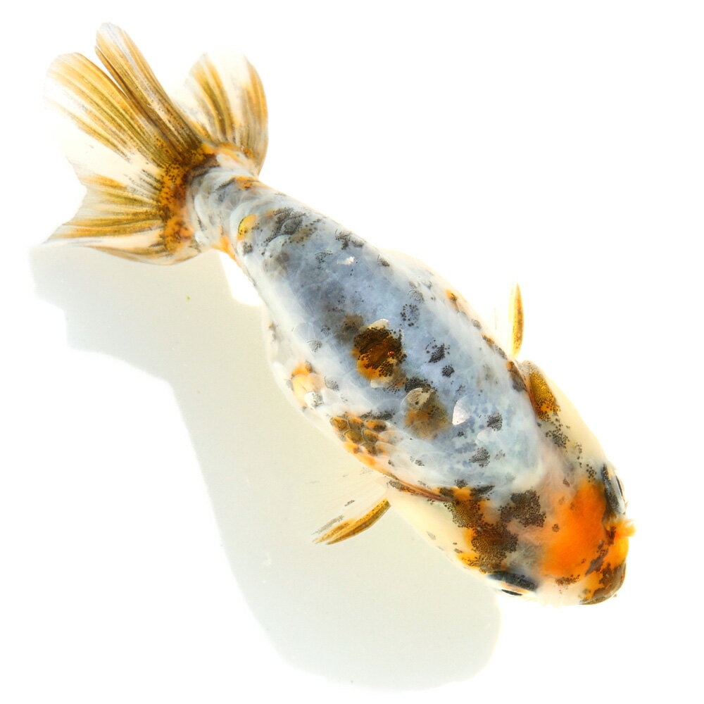 （国産金魚）一点物　ドラゴンスケール江戸錦　吉野養魚場産　9cm±（1匹）