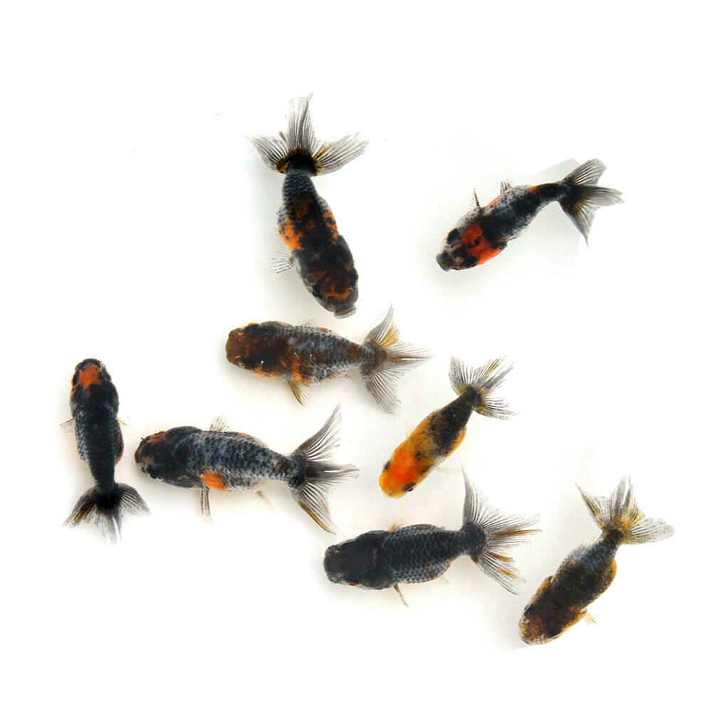 （国産金魚）五色江戸錦（3匹）...