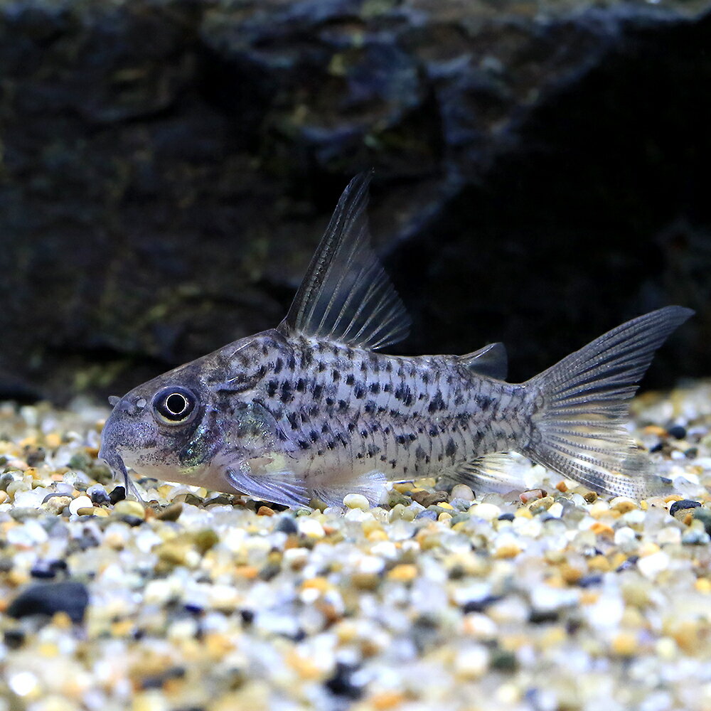 （熱帯魚）コリドラス・コロンビアロレトエンシス（ワイルド）（1匹）　北海道・九州航空便要保温